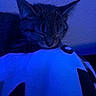 cat, kitten, sleeping, sleepy, resting, curled_up, furry, whiskers, ears, closed_eyes, pet, animal, blanket, bed, indoors, blue_lighting, close_up, portrait, cozy, relaxed
