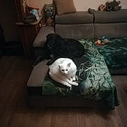 Bella participe au concours pour gagner de l'argent avec cette photo : animal, black_dog, blanket, cat, couch, cozy, dog, domestic, furniture, home, indoor, living_room, pet_toys, pets, pillow, quiet, relaxing, resting, white_cat, wooden_floor