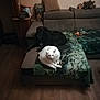 animal, black_dog, blanket, cat, couch, cozy, dog, domestic, furniture, home, indoor, living_room, pet_toys, pets, pillow, quiet, relaxing, resting, white_cat, wooden_floor