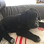 Bella a rejoint le concours — aidez-le/la à gagner de superbes lots ! animal, black_dog, blanket, canine, comfort, couch, cozy, cute, dog, domestic_animal, fur, home, indoor, lying_down, paw, pet, puppy, relaxing, resting, young_dog