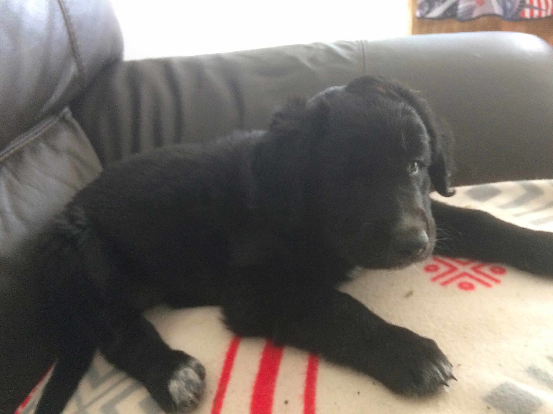 Bella