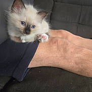 Briseis a rejoint le concours — aidez-le/la à gagner de superbes lots ! kitten, cat, blue_eyes, fluffy, paw, pet, indoor, couch, arm, person, feline, close_up, cute, domestic_animal, whiskers, fur, pink_paw, resting, young_animal, curious
