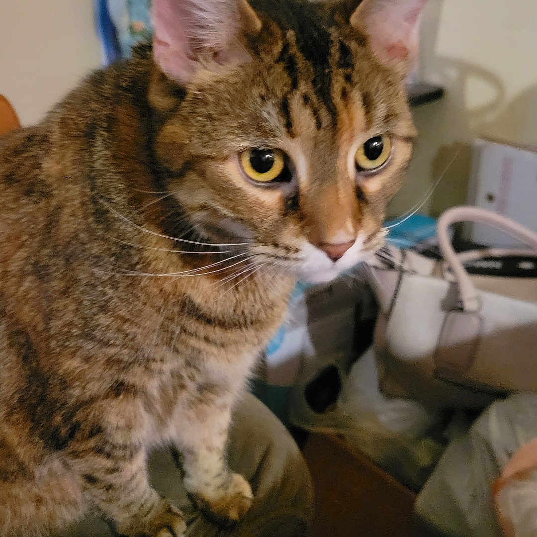 Lela is registered to the contest to win money with this photo: abyssinian, accessories, adult, animal, architecture, bag, building, cat, chair, couch, female, furniture, handbag, indoors, kitten, livingroom, manx, person, pet, woman