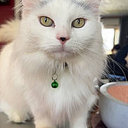 Pretty Kitty is registered to the contest to win money with this photo: cat, white_cat, long_hair, green_eyes, bell_collar, close_up, portrait, pet, domestic_cat, indoor, whiskers, fluffy, paws, laptop, table, bowl, blurred_background, ears, attentive, face
