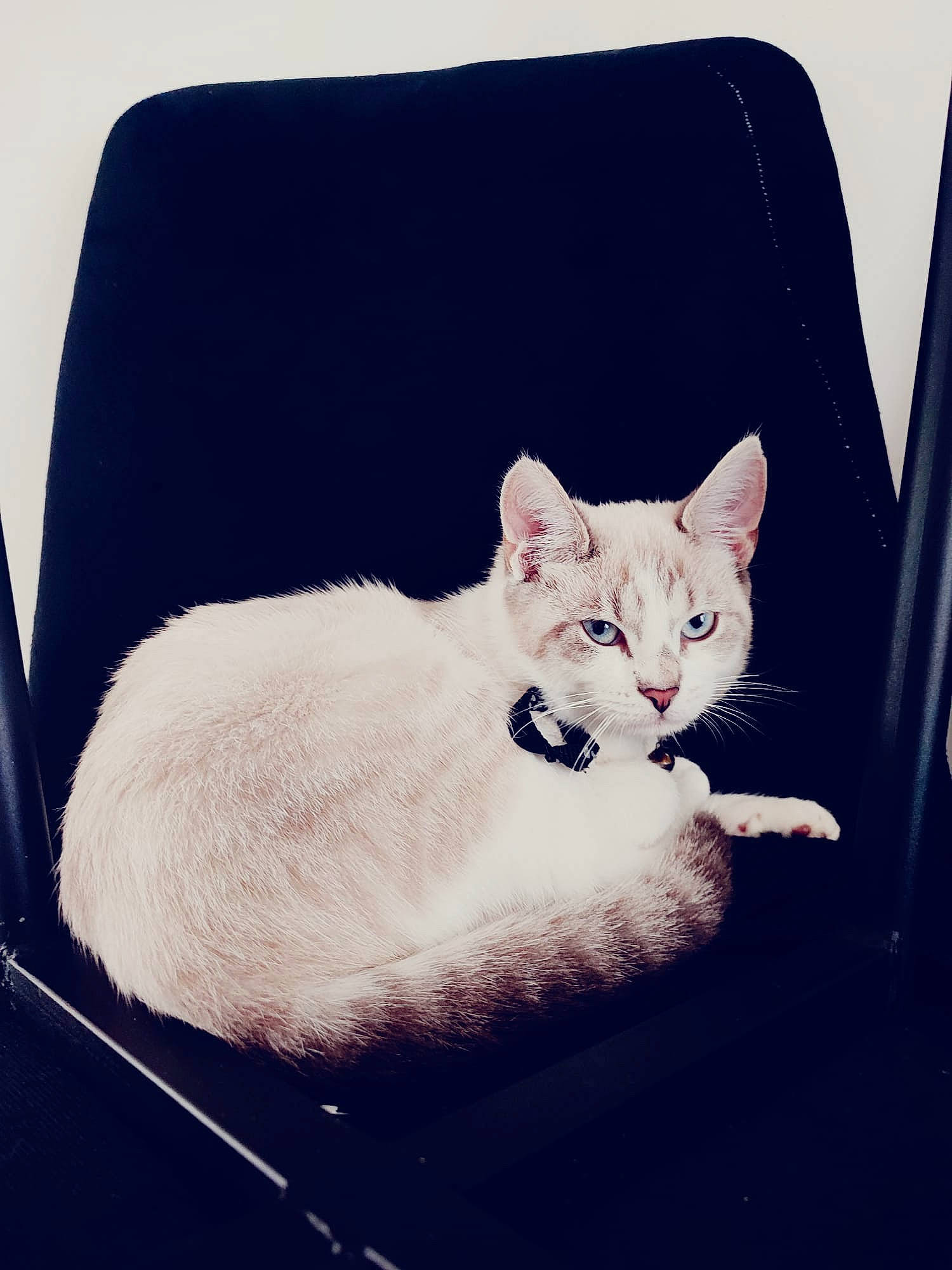 Blanka a rejoint le concours — aidez-le/la à gagner de superbes lots ! carnivore, cat, cat_bed, cat_supply, comfort, couch, domestic_short_haired_cat, eye, fawn, felidae, fur, metal, paw, pet_supply, rectangle, sitting, small_to_medium_sized_cats, snout, tail, whiskers