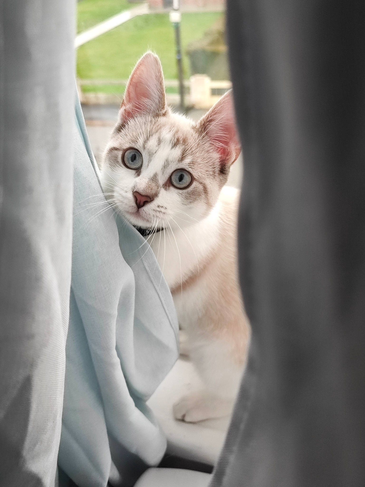 Blanka a rejoint le concours — aidez-le/la à gagner de superbes lots ! carnivore, cat, claw, comfort, domestic_short_haired_cat, ear, eye, fawn, felidae, formal_wear, fur, gesture, paw, photo_caption, sitting, small_to_medium_sized_cats, snout, tail, whiskers, window