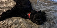 Stokely joined the competition — help win amazing prizes! dog, black_dog, bed, quilt, indoor, collar, pet, relaxed, lying_down, furniture, home, cozy, animal, resting, living_room, curtains, table, pillow, calm, domestic
