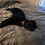 dog, black_dog, bed, quilt, indoor, collar, pet, relaxed, lying_down, furniture, home, cozy, animal, resting, living_room, curtains, table, pillow, calm, domestic