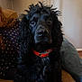 Stokely is registered to the contest to win money with this photo: dog, black_dog, orange_collar, curly_fur, indoor, couch, person, curly_hair, sweater, patterned_sweater, lamp, cozy, pet, animal, portrait, sitting, furniture, home, closeup, face
