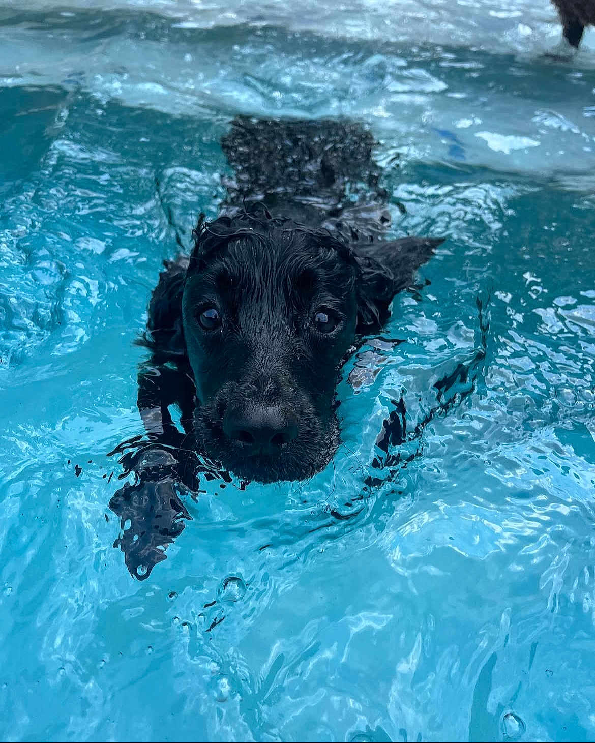 Stokely is registered to the contest to win money with this photo: dog, water, swimming, pool, wet, black_dog, animal, pet, paddling, closeup, face, canine, outdoor, summer, playful, focused, fur, muzzle, eyes, head