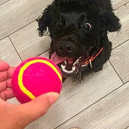 Stokely is registered to the contest to win money with this photo: dog, black_dog, tennis_ball, toy, floor, wooden_floor, hand, person, sandals, toenails, orange_nail_polish, playful, pet, indoor, curly_fur, mouth_open, tongue_out, excited, looking_up, collar