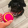 dog, black_dog, tennis_ball, toy, floor, wooden_floor, hand, person, sandals, toenails, orange_nail_polish, playful, pet, indoor, curly_fur, mouth_open, tongue_out, excited, looking_up, collar