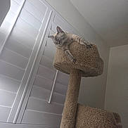 Moxie is registered to the contest to win money with this photo: animal, carpeted, cat, cat_tree, comfortable, cozy, cute, domestic, feline, fur, home, indoor, paws, pet, quiet, relaxed, resting, sleeping, white_wall, window_shutters