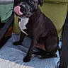 Newton participe au concours pour gagner de l'argent avec cette photo : dog, black_dog, white_chest, sitting, licking_nose, tongue, floppy_ears, short_hair, pet, canine, indoor, chair, cushion, dog_bed, patterned_fabric, green_background, wood_floor, portrait, cute, relaxed