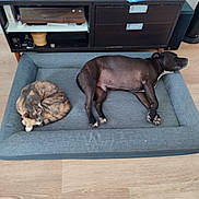 Newton a rejoint le concours — aidez-le/la à gagner de superbes lots ! cat, dog, pets, sleeping, lying_down, sofa, pet_bed, indoors, living_room, wood_floor, furniture, cabinet, home_decor, relaxed, resting, animal_companions, brown_cat, black_dog, brindle, cozy