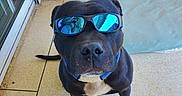 Newton participe au concours pour gagner de l'argent avec cette photo : dog, black_dog, sunglasses, pet, animal, sitting, portrait, outdoor, patio, poolside, tile_floor, collar, white_chest, short_hair, canine, looking_at_camera, funny, fashionable, reflection, vacation