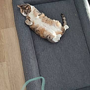 Blue participe au concours pour gagner de l'argent avec cette photo : cat, pet, animal, feline, calico, white_fur, orange_fur, gray_fur, lying_down, belly_up, paws_up, tail, relaxed, playful, sofa, couch, indoor, living_room, wood_floor, cable