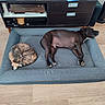 cat, dog, pets, sleeping, resting, sofa, pet_bed, indoors, living_room, furniture, wood_floor, home_decor, entertainment_center, plant, drawer, black_dog, tortoiseshell_cat, curled_up, lying_down, companionship