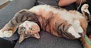 Blue participe au concours pour gagner de l'argent avec cette photo : cat, pet, animal, furry, gray_and_white, calico, lying_down, upside_down, belly_up, paws, whiskers, green_eyes, pink_nose, couch, indoors, person, relaxed, playful, portrait, photography