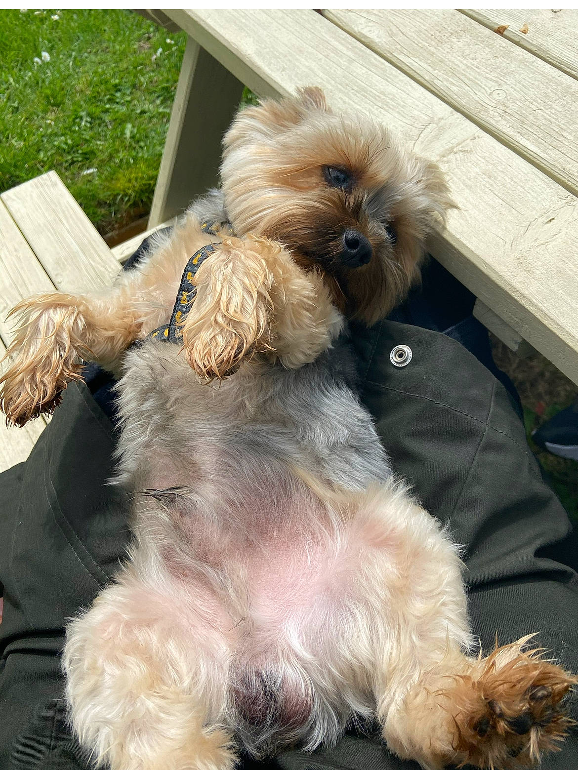 Rocky joined the competition — help win amazing prizes! canidae, carnivore, companion_dog, dog, dog_breed, dog_supply, fashion_accessory, fawn, fur, liver, paw, pet_supply, shih_tzu, small_terrier, snout, sporting_group, tail, terrier, toy_dog, working_animal