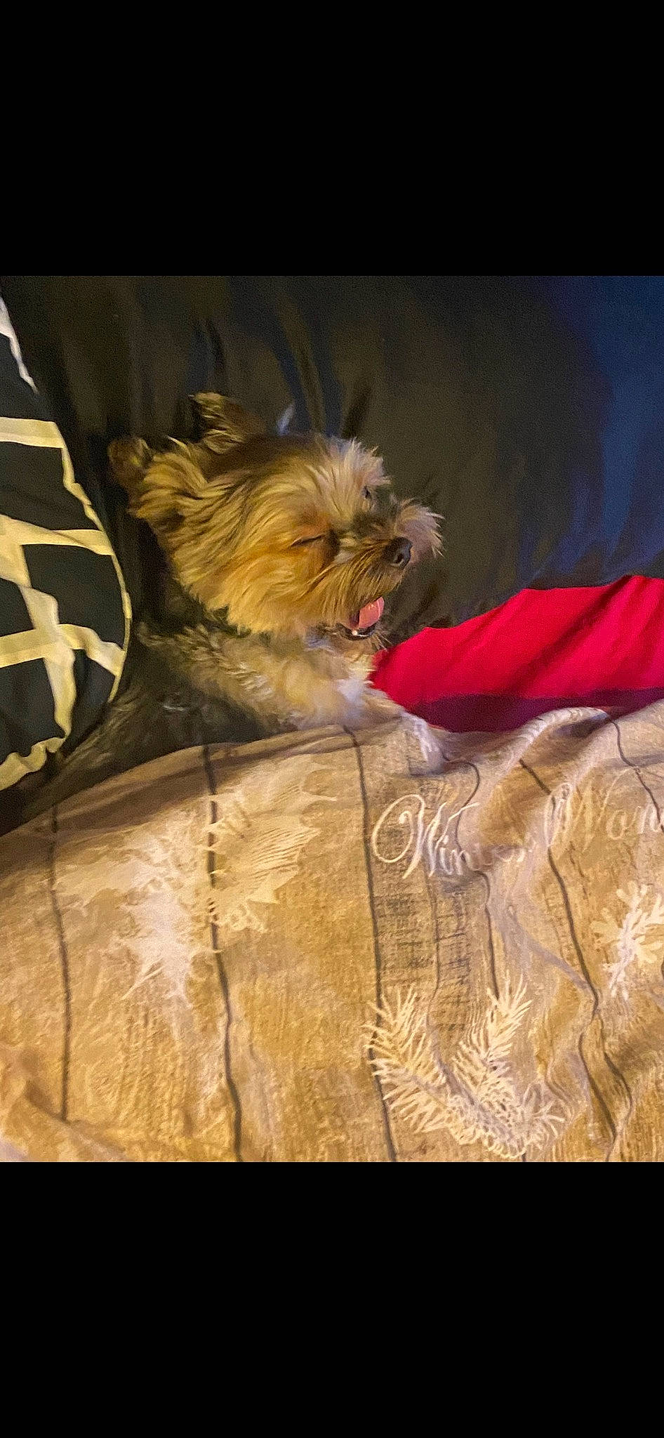 Rocky joined the competition — help win amazing prizes! canidae, carnivore, companion_dog, dog, dog_breed, dog_clothes, dog_supply, fawn, felidae, fur, griffon_bruxellois, liver, puppy, small_terrier, snout, sporting_group, terrier, toy_dog, whiskers, working_animal