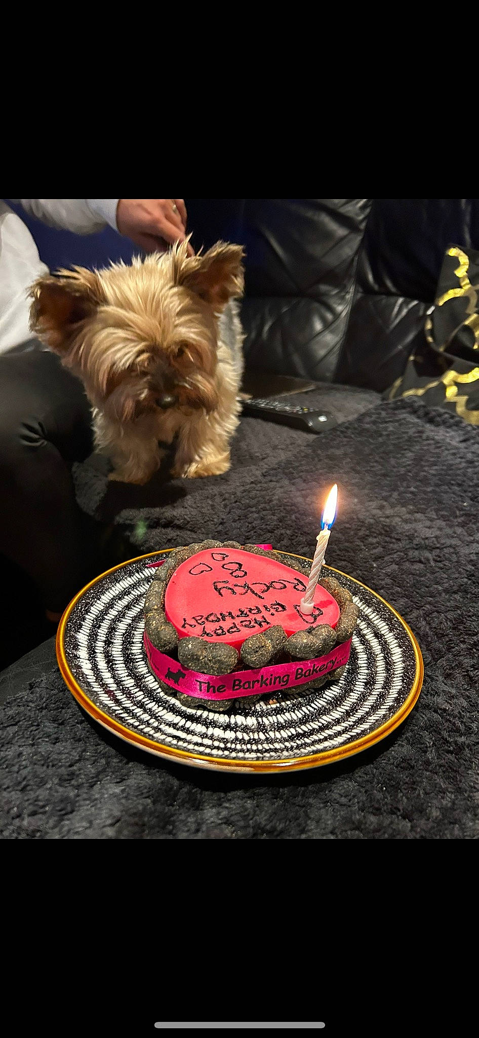 Rocky is registered to the contest to win money with this photo: baked_goods, birthday, birthday_cake, birthday_candle, cake, cake_decorating, cake_decorating_supply, candle, carnivore, companion_dog, cuisine, dessert, dish, dog, dog_breed, dog_supply, food, ingredient, sugar_cake, tableware