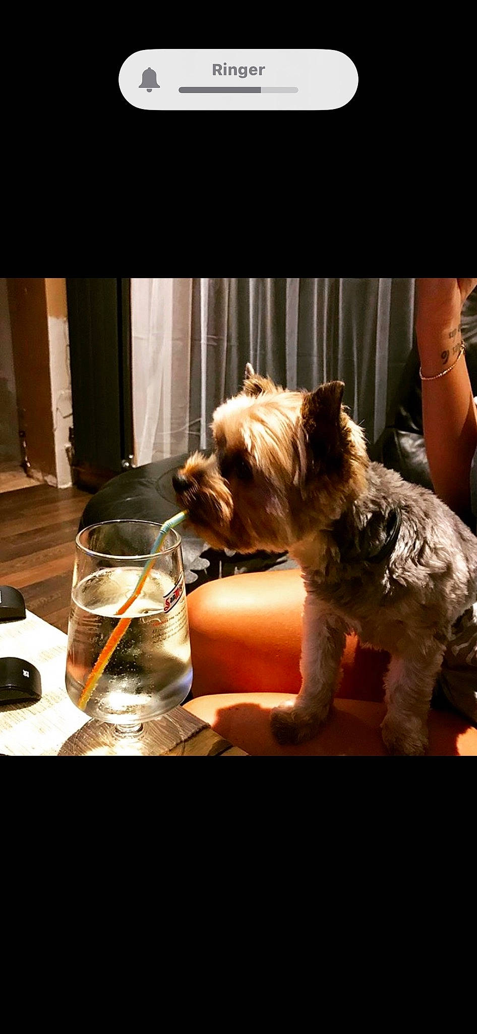 Rocky joined the competition — help win amazing prizes! barware, canidae, carnivore, companion_dog, dog, dog_breed, dog_supply, drinkware, fawn, fur, glass, schnauzer, serveware, small_terrier, soft_drink, sporting_group, tableware, terrier, toy, toy_dog