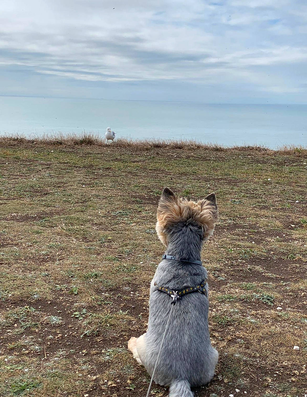 Rocky is registered to the contest to win money with this photo: canidae, carnivore, cloud, companion_dog, dog, dog_breed, fawn, felidae, fur, grass, grassland, horizon, landscape, sky, small_to_medium_sized_cats, snout, soil, sporting_group, tail, terrier