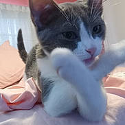 Stormy joined the competition — help win amazing prizes! animal, bed, bedroom, blanket, cat, curious, cute, feline, fur, gray_and_white, indoor, motion_blur, paws, pet, pink, playful, resting, soft, tail, whiskers