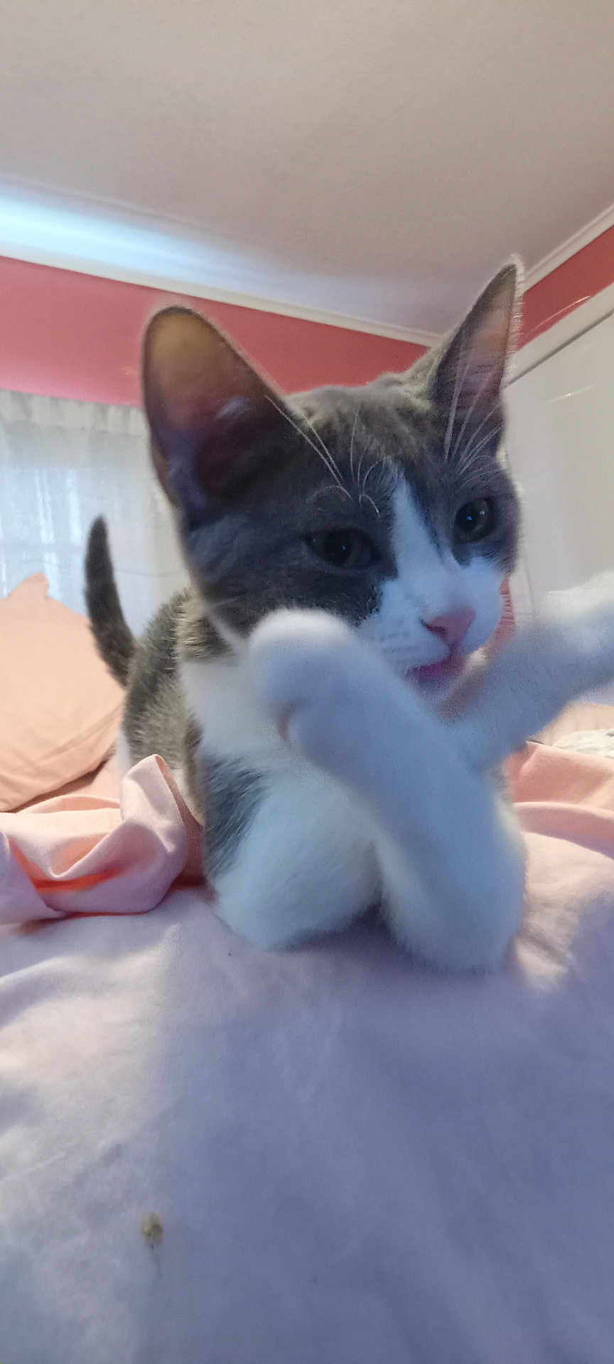 Stormy joined the competition — help win amazing prizes! animal, bed, bedroom, blanket, cat, curious, cute, feline, fur, gray_and_white, indoor, motion_blur, paws, pet, pink, playful, resting, soft, tail, whiskers
