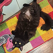 Ed. joined the competition — help win amazing prizes! animal, black_cat, cat, colorful_rug, domestic_animal, door, feline, flash_eyes, fluffy_cat, fur, indoor, looking_up, lying_down, paw, pet, rug, shoes, sneakers, tail, wooden_floor