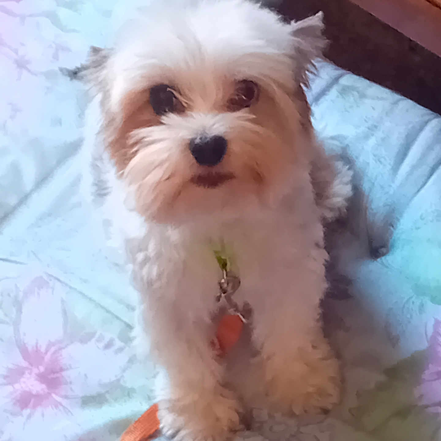 Sylviane Vidal participe au concours pour gagner de l'argent avec cette photo : adorable, animal, bedroom, blanket, brown_patches, collar, companion, cute, dog, domestic_pet, floral_pattern, fluffy, indoor, leash, looking_up, paw, pet, small_dog, soft, white_fur
