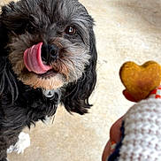 Flash joined the competition — help win amazing prizes! dog, black_dog, white_paw, tongue_out, licking, heart_shaped_treat, hand, pet, animal, cute, fur, close_up, anticipation, waiting, canine, outdoor, floor, paw, face, snout