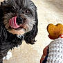 dog, black_dog, white_paw, tongue_out, licking, heart_shaped_treat, hand, pet, animal, cute, fur, close_up, anticipation, waiting, canine, outdoor, floor, paw, face, snout