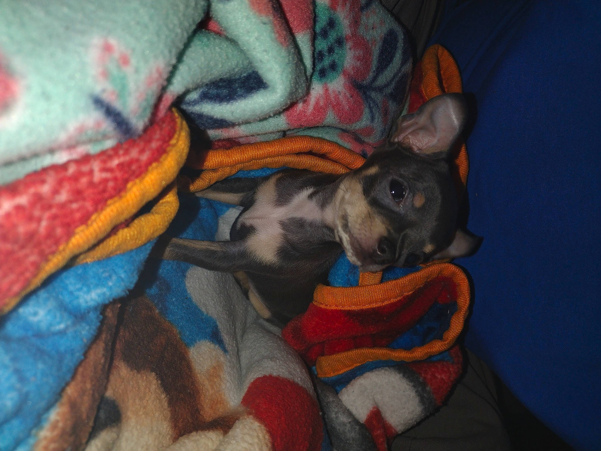 Lola is registered to the contest to win money with this photo: art, canidae, carmine, carnivore, comfort, companion_dog, couch, dog_breed, fawn, felidae, fur, grey, linens, painting, small_to_medium_sized_cats, snout, tail, toy_dog, visual_arts, whiskers