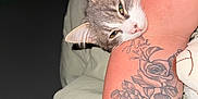 Turbo participe au concours pour gagner de l'argent avec cette photo : animal, arm, cat, close_up, content, cute, detailed_tattoo, fur, gray_cat, human_skin, indoor, pet, relaxed, resting, rose_tattoo, sleepy, soft_lighting, tattoo, whiskers, white_cat