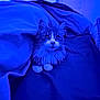 Turbo participe au concours pour gagner de l'argent avec cette photo : animal, bed, blanket, blue_light, cat, comfort, cozy, cute, domestic, feline, fluffy, fur, indoor, paws, pet, relaxing, resting, sleepy, soft, whiskers