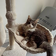 Turbo participe au concours pour gagner de l'argent avec cette photo : animal, cat, cat_tree, cozy, curious, feline, furry, gray, hammock, home, indoor, kitten, paw, pet, relaxed, resting, soft, tail, whiskers, white