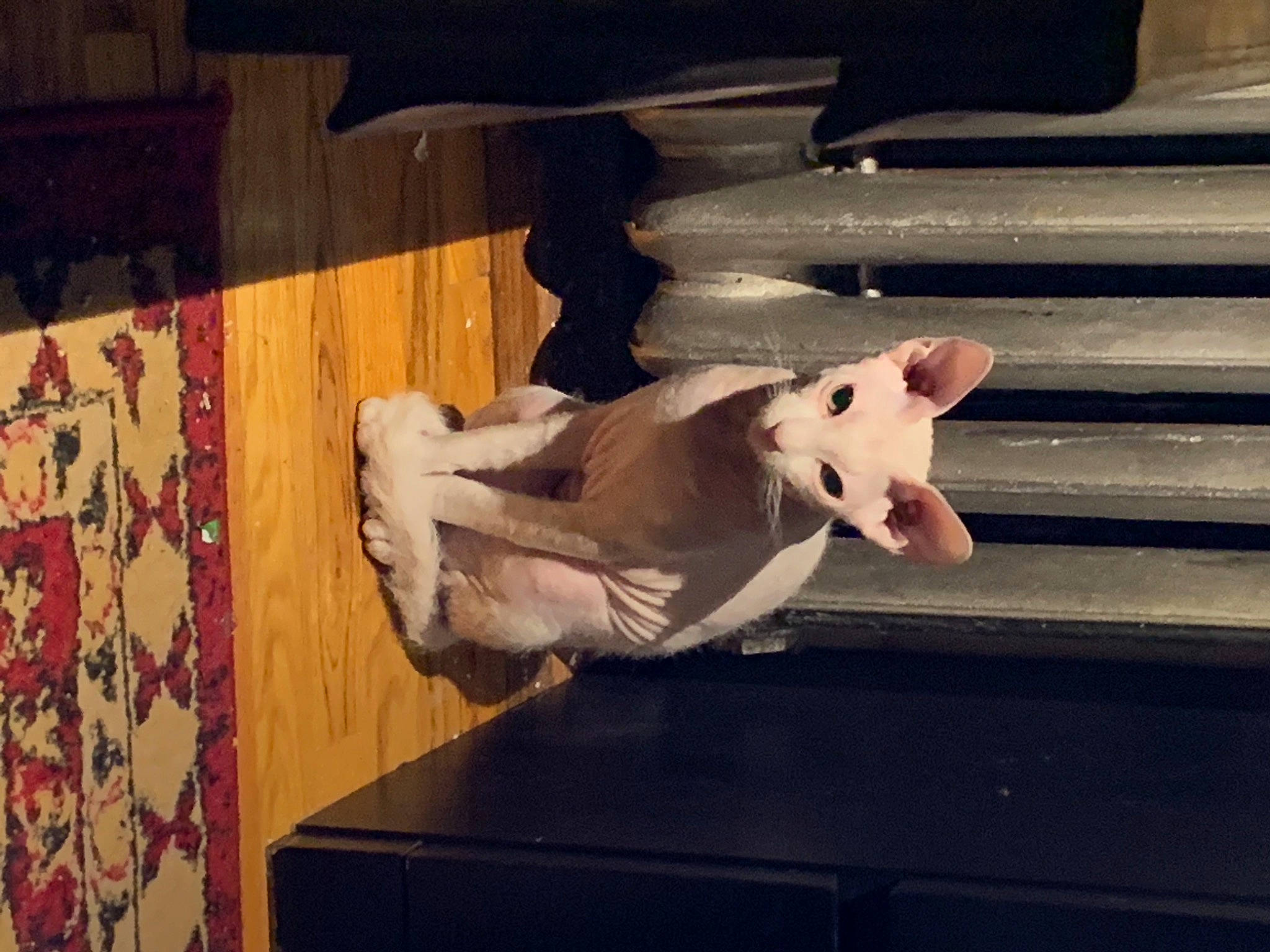 Katya joined the competition — help win amazing prizes! art, canidae, carnivore, cloud, companion_dog, dog, dog_breed, fawn, felidae, fur, hardwood, livestock, metal, small_to_medium_sized_cats, snout, sporting_group, square, tail, visual_arts, wood