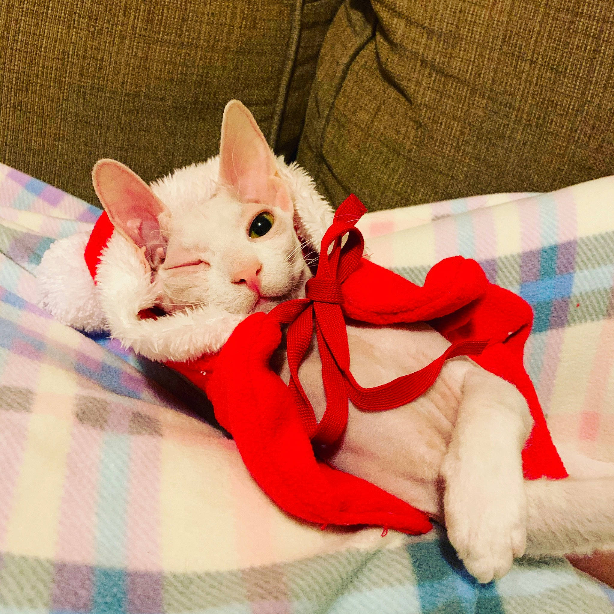 Katya joined the competition — help win amazing prizes! carmine, carnivore, cat, comfort, companion_dog, domestic_short_haired_cat, fawn, felidae, fur, human_leg, lap, linens, pattern, paw, plaid, small_to_medium_sized_cats, snout, tail, tartan, whiskers