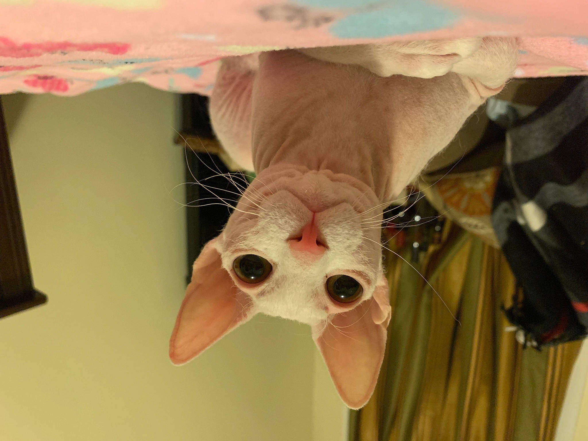 Katya is registered to the contest to win money with this photo: bone, carnivore, eye, eyelash, eyewear, fawn, felidae, goggles, head, headgear, human_body, jaw, leg, neck, small_to_medium_sized_cats, sunglasses, vision_care, whiskers, white, wood