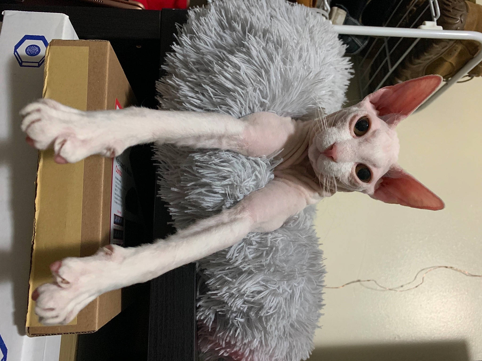 Katya joined the competition — help win amazing prizes! art, costume, event, fashion_accessory, feather, felidae, fur, natural_material, necklace, plush, small_to_medium_sized_cats, stuffed_toy, tail, toy, whiskers