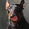 Chester a rejoint le concours — aidez-le/la à gagner de superbes lots ! alert, animal, black_and_tan, blep, canine, close_up, companion, doberman, dog, funny, glossy_coat, outdoor, pet, pointed_ears, portrait, short_hair, sitting, symmetrical, tongue, wall