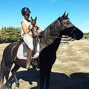 Chester participe au concours pour gagner de l'argent avec cette photo : animal, black_horse, blue_sky, bridle, companion, dog, equestrian, farm, field, helmet, horse, horseback, outdoor, pet, portrait, rider, riding, saddle, sunny, trees