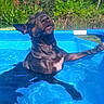 animal, backyard, black_dog, blue_water, canine, dog, flowers, funny_expression, garden, greenery, outdoor, pet, pool, portrait, relaxed, summer, sunlight, swimming, water, wet_fur