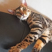 Toblerone a rejoint le concours — aidez-le/la à gagner de superbes lots ! animal, bengal_cat, cat, claws, curious, ears, feline, home, indoor, leather_couch, mammal, paw, pet, relaxed, shadow, stretching, striped_fur, tabby_pattern, whiskers, wide_eyes