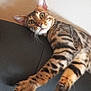 animal, bengal_cat, cat, claws, curious, ears, feline, home, indoor, leather_couch, mammal, paw, pet, relaxed, shadow, stretching, striped_fur, tabby_pattern, whiskers, wide_eyes