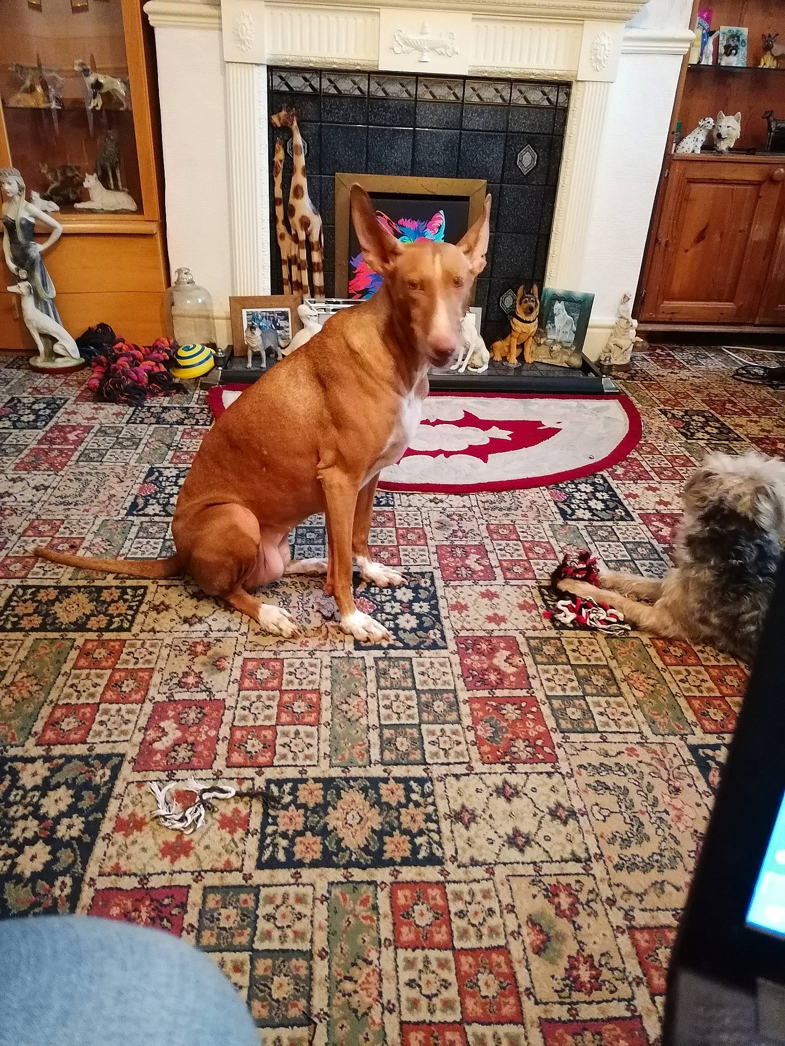 Bubble is registered to the contest to win money with this photo: brown, cabinetry, carnivore, carpet, comfort, companion_dog, dog, dog_breed, door, fawn, felidae, floor, flooring, hardwood, houseplant, interior_design, living_room, tail, window, wood