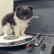 Mookie is registered to the contest to win money with this photo: kitten, cat, fluffy, black_and_white, pet, animal, turntable, record_player, vinyl_record, music, dj, indoors, portrait, standing, fur, ears, whiskers, audio_equipment, vintage, cute