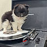 kitten, cat, fluffy, black_and_white, pet, animal, turntable, record_player, vinyl_record, music, dj, indoors, portrait, standing, fur, ears, whiskers, audio_equipment, vintage, cute